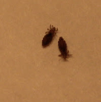 photo Adult lice