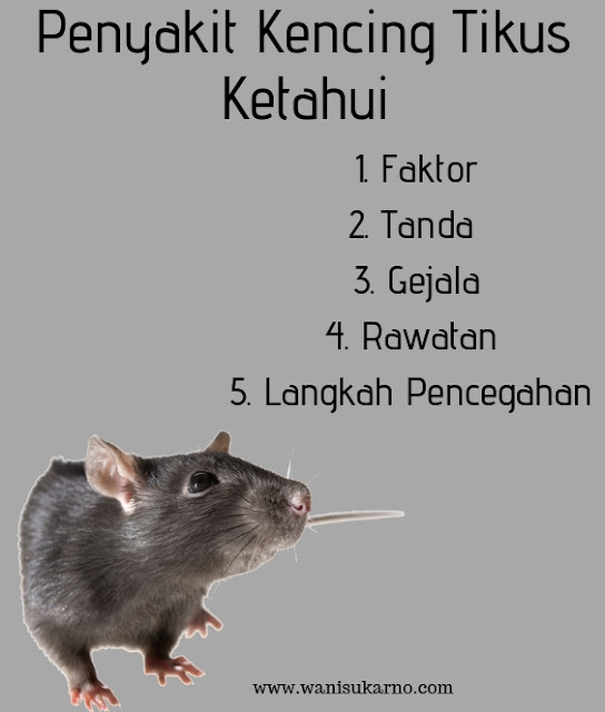 Tanda Tanda Kencing Tikus : Mematikan gejala penyakit kencing tikus