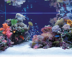 10 Jenis Ikan Hias Laut Yang Jadi Incaran Dunia Akuarium