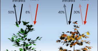 NDVI Camera for Drones: What It Is, How it Works, and Benefits ...