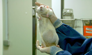 fat rat being held up in laboratory