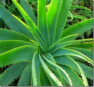 Planta de Aloe Vera