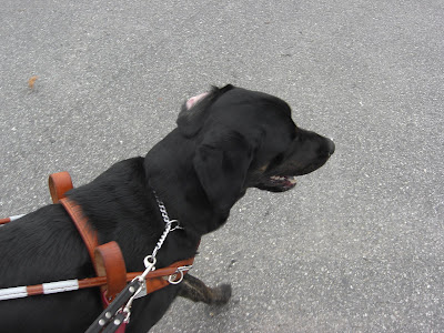 Picture of Rudy in a forward walk, with his left ear flipped over
