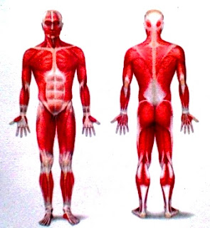 Jenis Serta Fungsi Sendi dan Otot Pada Sistem Gerak Manusia