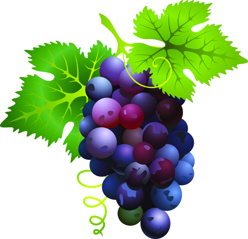 clipart gratuit vigne raisin - photo #15