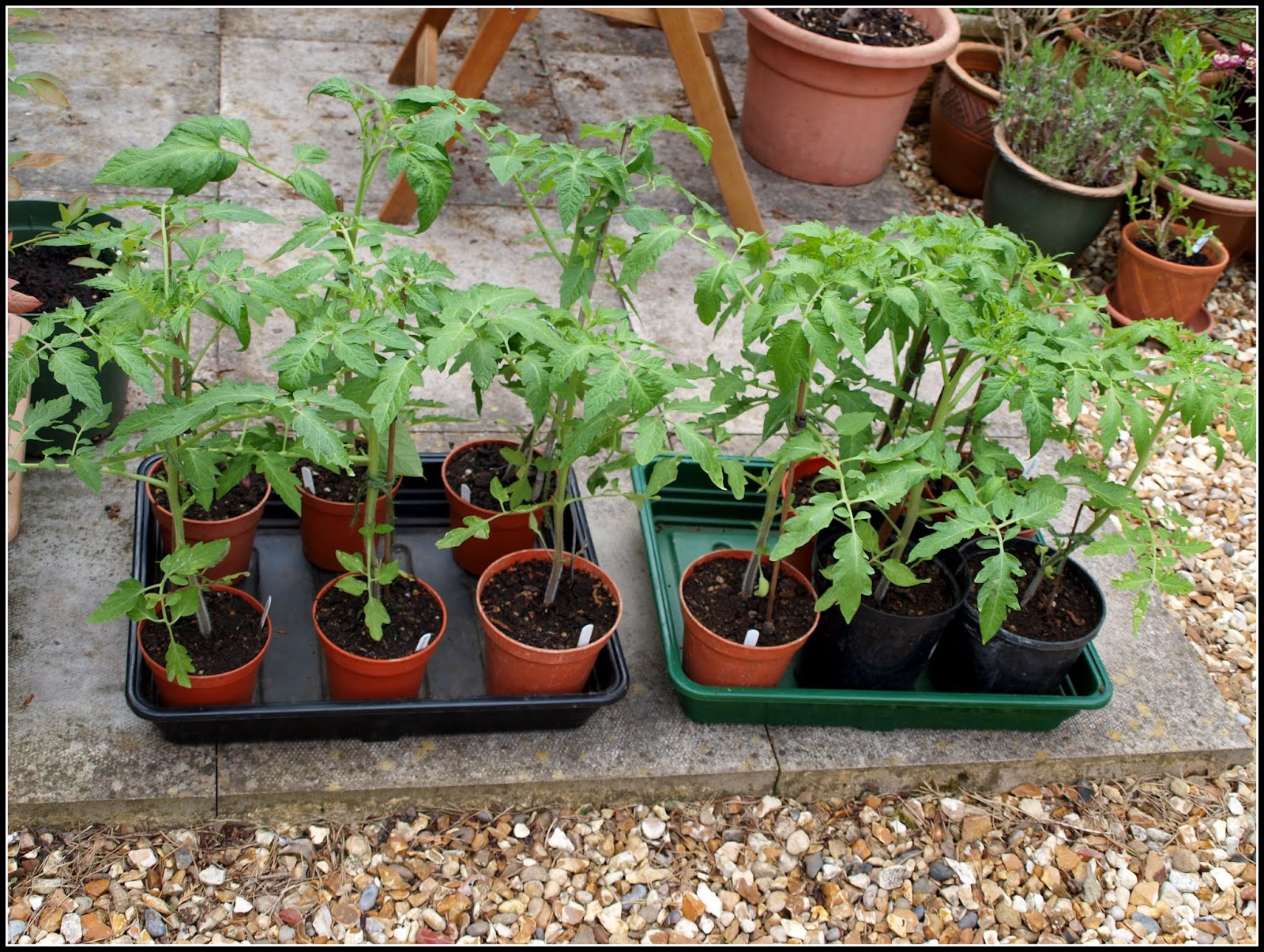 Mark's Veg Plot: Planting Tomatoes