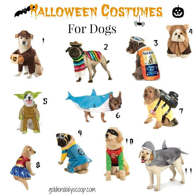 Our Favorite Dog Halloween Costumes