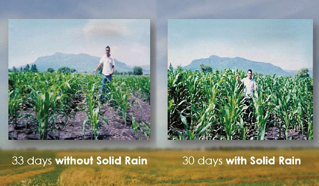 "Chuva sólida": comparação milho com e sem o produto "Chuva sólida": comparação milho com e sem o produto