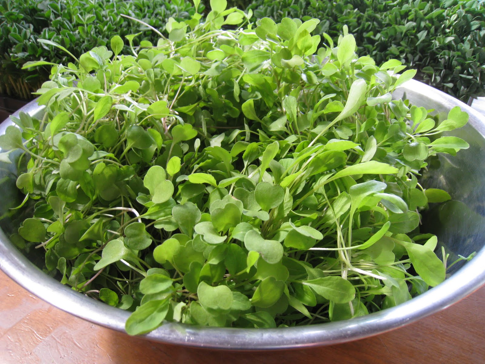 Christina's Garden arugula microgreens