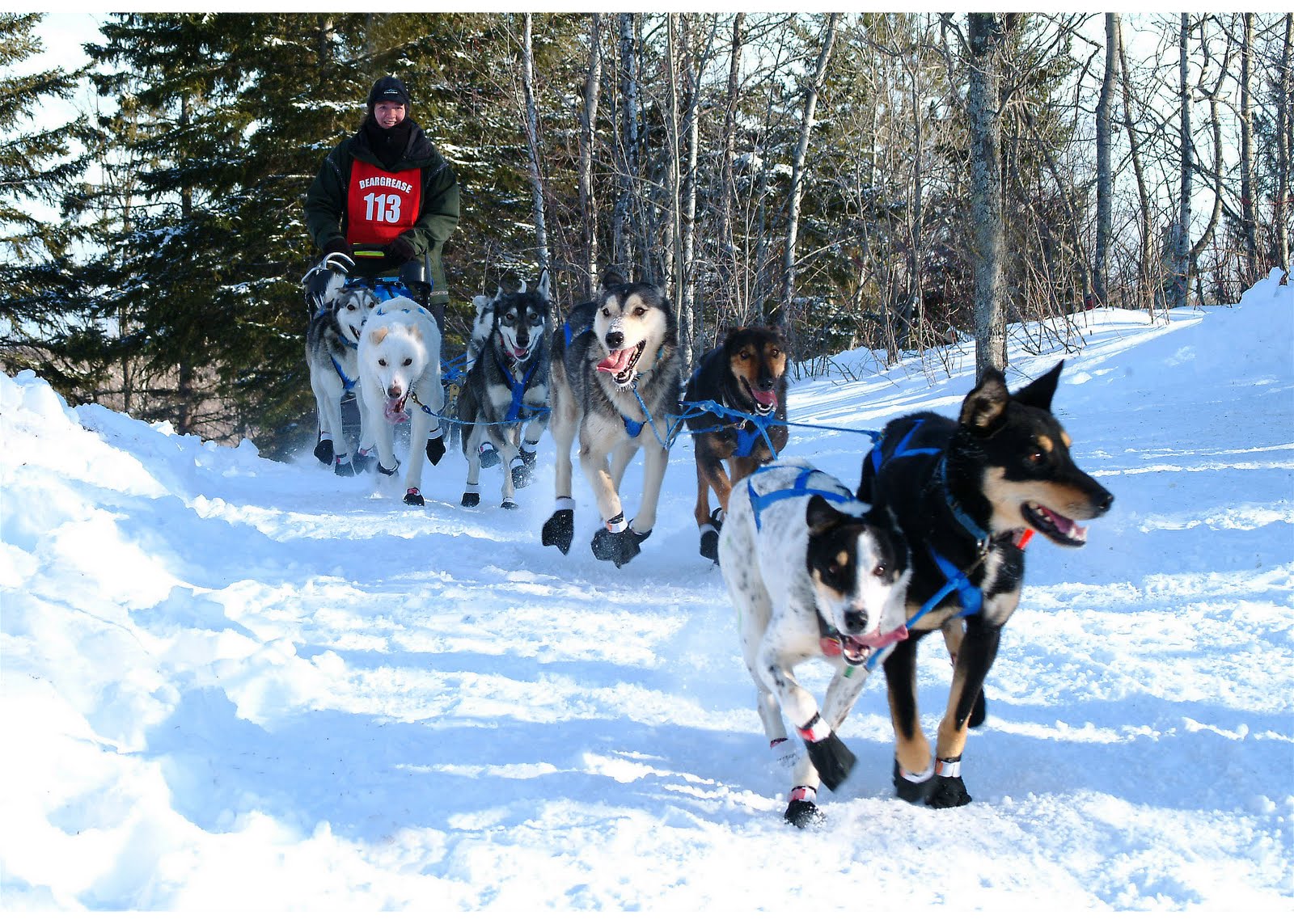 Live the Adventure Sled Dogs Fall Training/Conditioning Getting