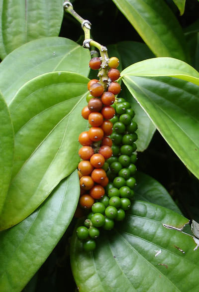 How to Grow Black Pepper, Tips for Growing Black Pepper Plant - Everything About Garden