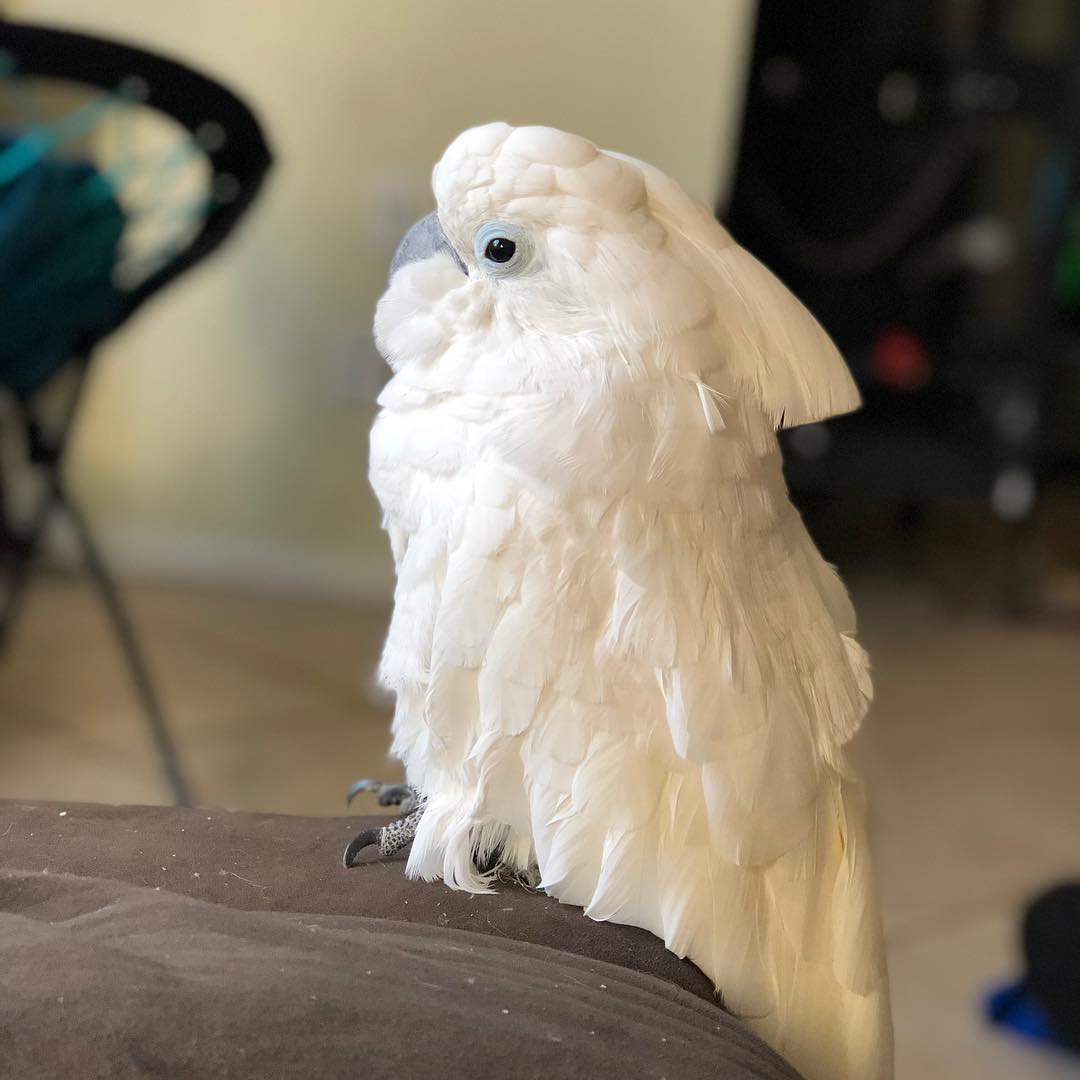 Cockatoo Cottage Cockatoo Snack Ideas