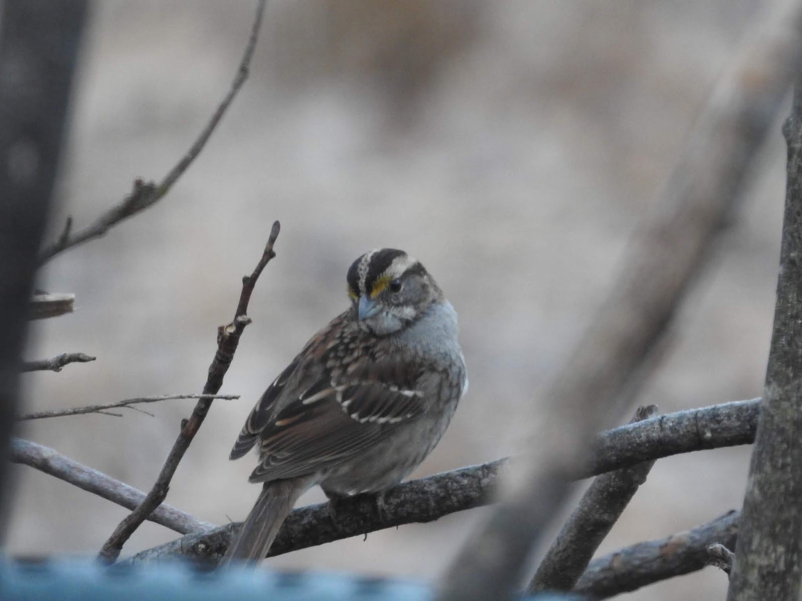 Richard's Kentucky Bird Tracks Kentucky Birds Of Springtime 2019