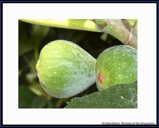 figues de Juin