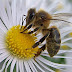 ALARMA: Encuentran un parásito que transforma en "zombies" a las abejas