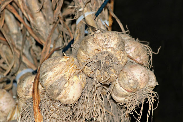 Drying Garlic