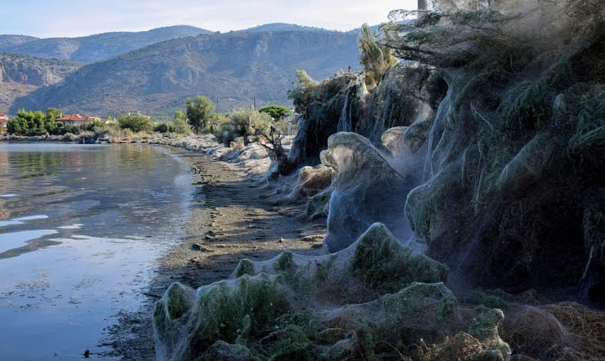 Incredibile: Spiaggia in Grecia invasa da una gigantesca ragnatela. Incredibile: Spiaggia in Grecia invasa da una gigantesca ragnatela.