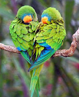 Amazing Lovebirds : Love Bird Information And Pictures