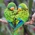 Amazing Lovebirds : Love Bird Information and Pictures