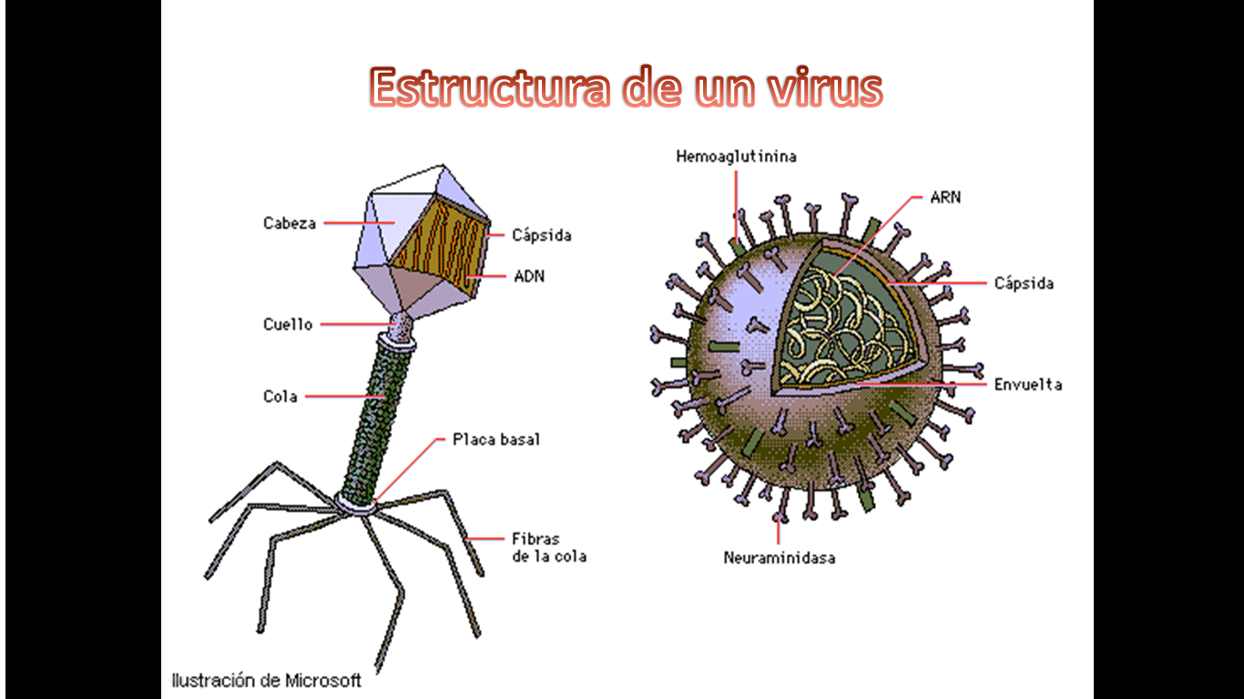 Фотографию вируса и названия. Ультрамикроскопического строения вирусов. Вирус. Вирус схема. Строение вируса.