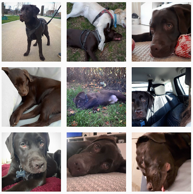 Cooper-Choco-Lab Instagram Page