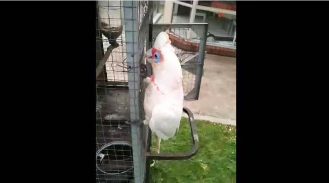Σαρώνει στο διαδίκτυο: Παπαγάλος τραγουδά Σάκη Ρουβά σε διασκευή! (video)