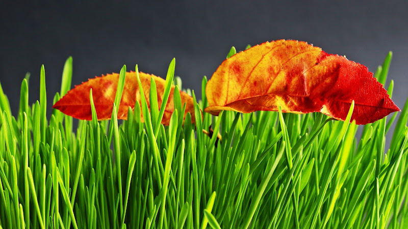 Dried Leaves on Green Grass