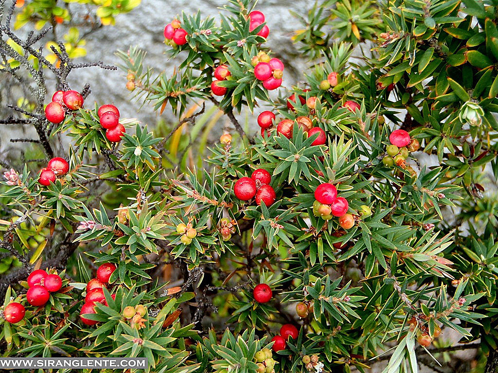 SIRANG LENTE MT. APO hiking itinerary and a collection of photos of