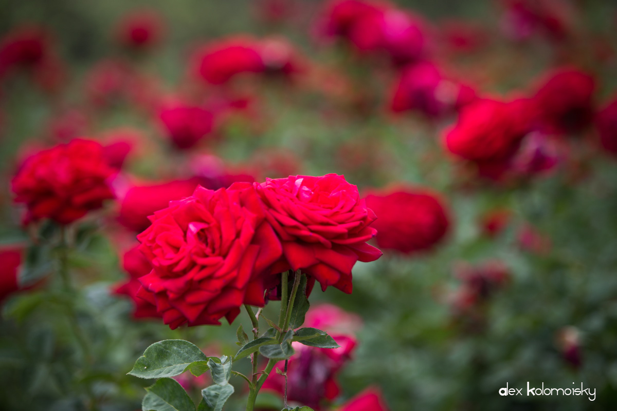 я розу хочу в единственном саду