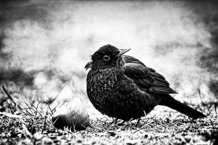 Bird © 2011 Istvan Kerekas