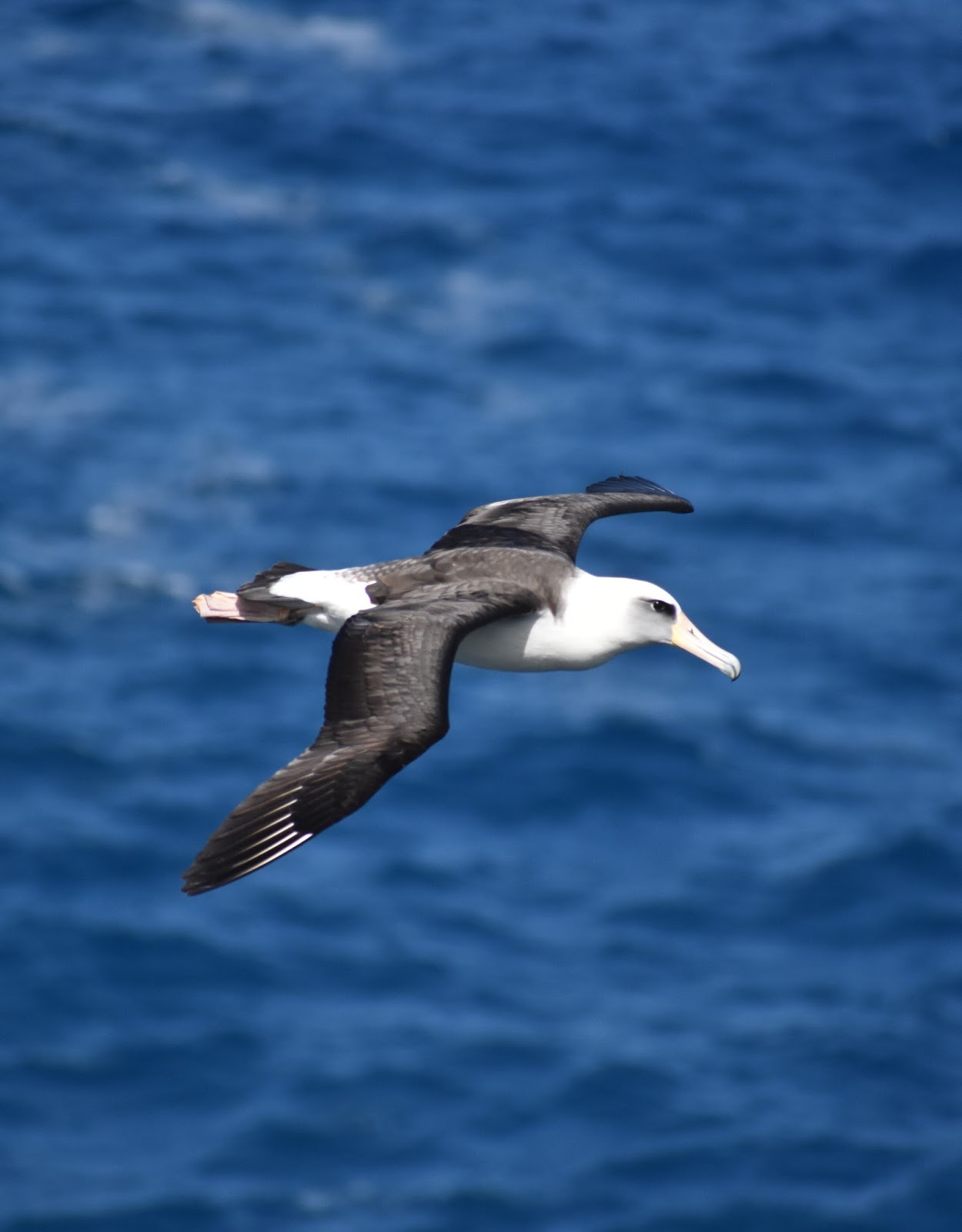 Picture of an albatross in flight.