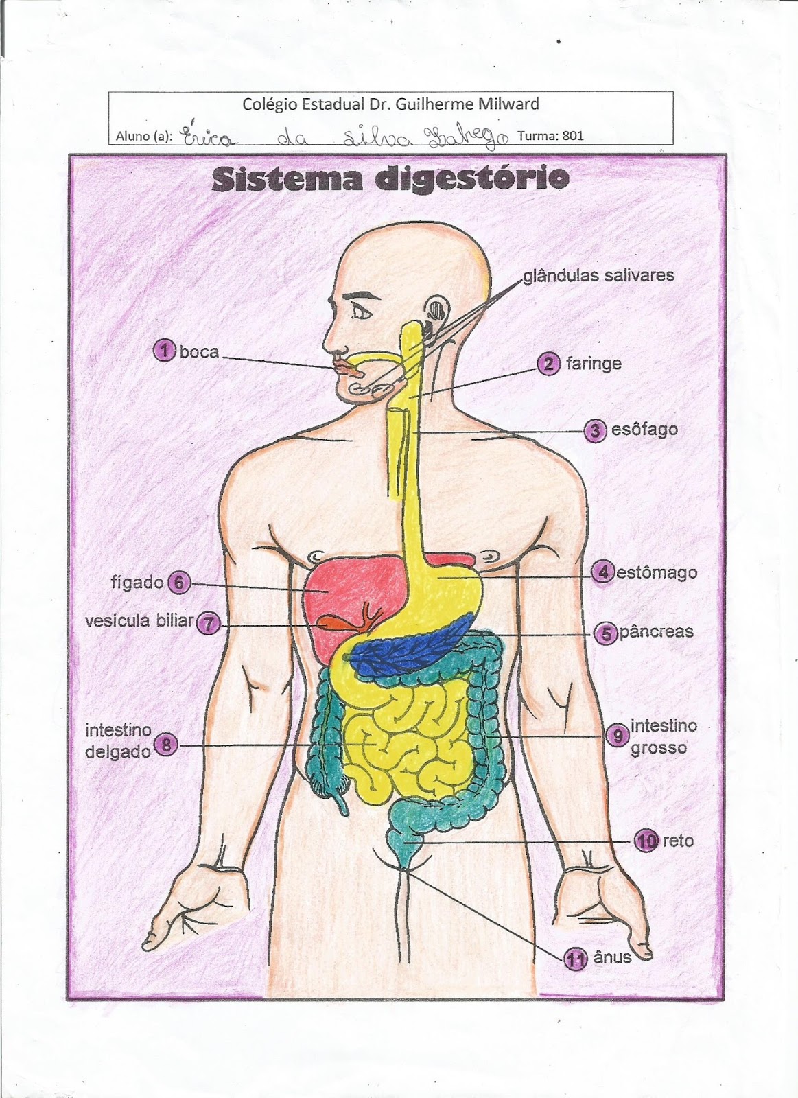 Sistema Digestorio Atividades 5 Ano Ensino