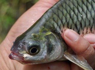 resep umpan ikan tawes paling jitu resep umpan ikan tawes paling jitu