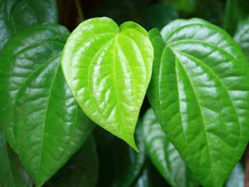 Daun Sirih Untuk Gigi Berlubang Daun Kitolod Obat Sakit Daun Sirih Untuk Gigi Berlubang Daun Kitolod Obat Sakit