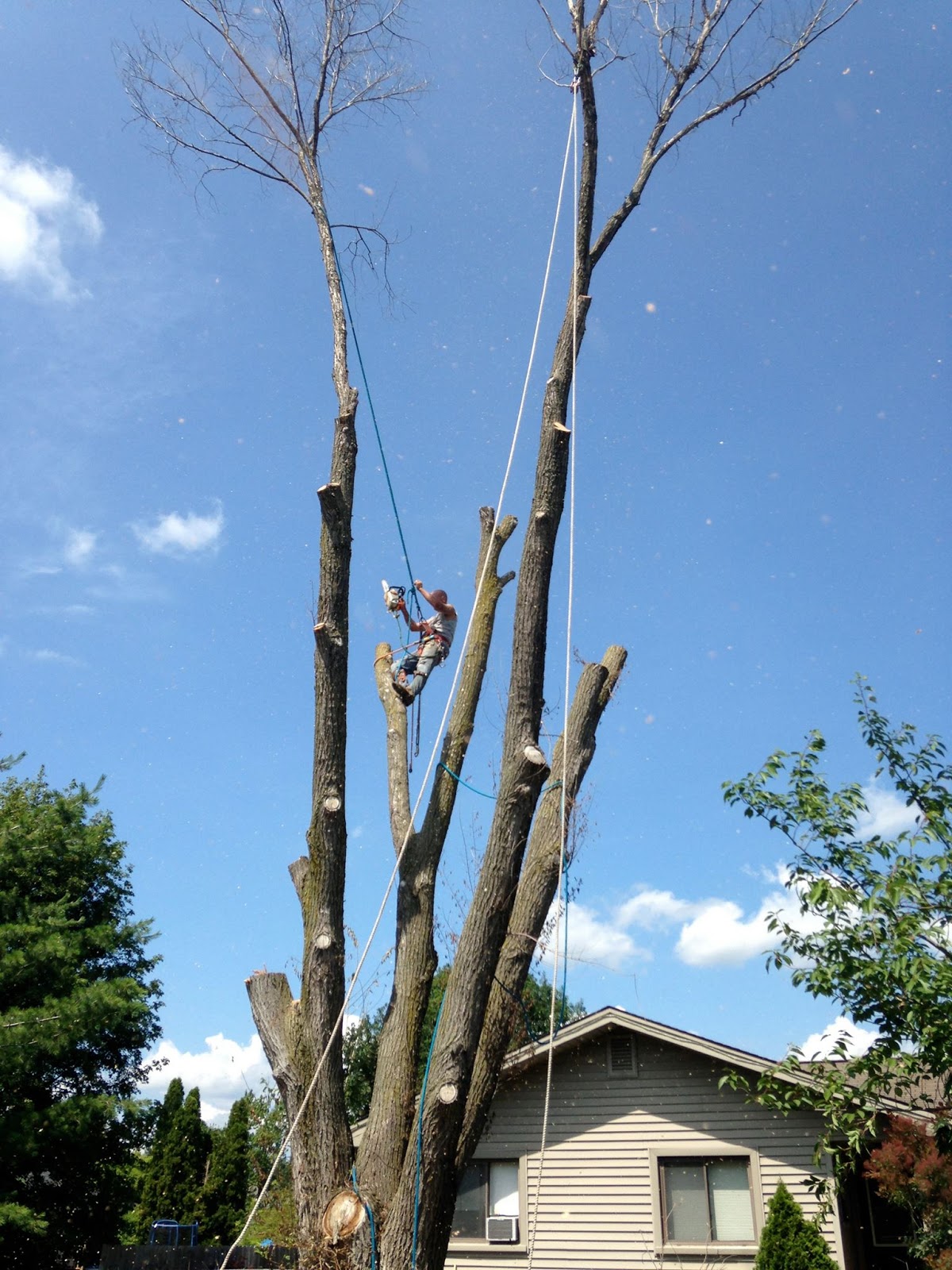 MEC&F Expert Engineers MIOSHA Issues Cease Operations Order Against Sunset Tree Service