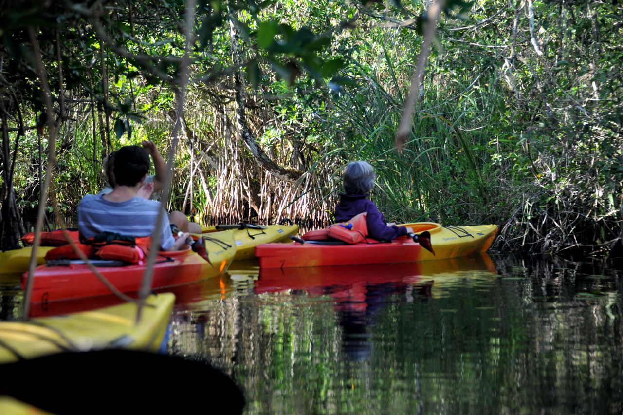 crazy little thing called blog Kayaking with Alligators, Turner River