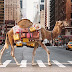 Bolsas inspiradas em Camelos
