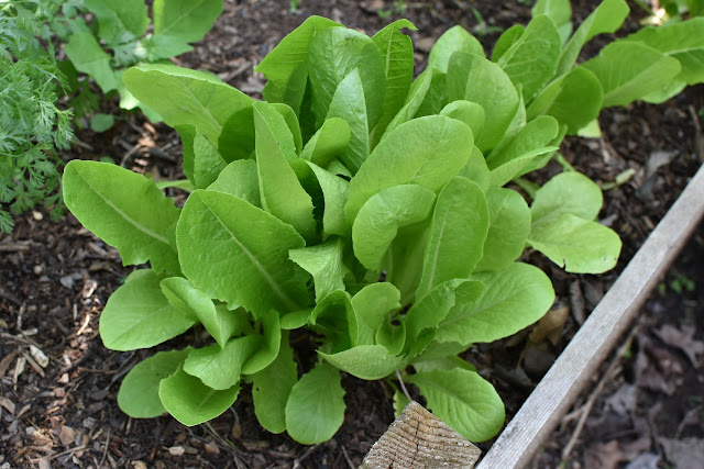Romaine Lettuce- 'Parris Island Cos' seedlings- growing