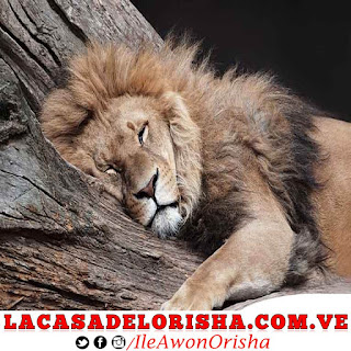 Patakie: El Leon el-leon-patakie-osha-ifa-yoruba-religion-santeros-lucumi-africano