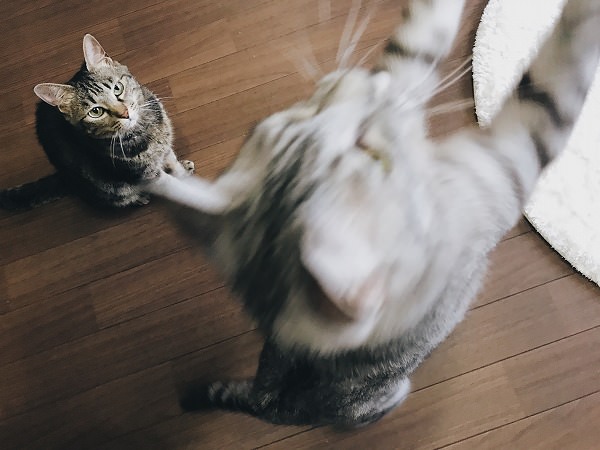 エノコログサに飛びつくサバトラ猫