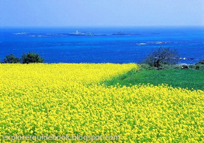 Pulau Jeju Korea