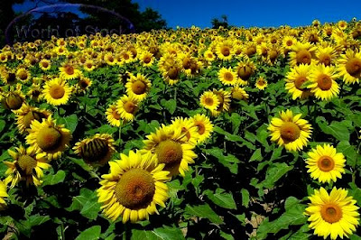 what is a sunflower what is a sunflower