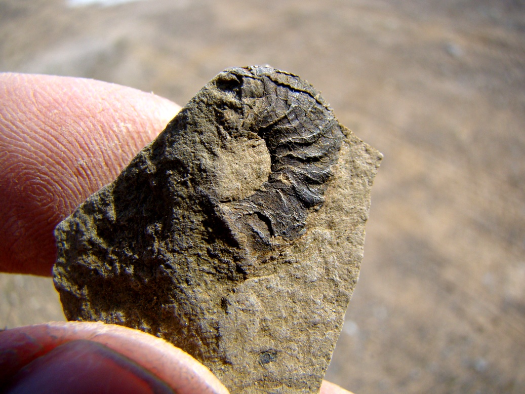 Geotripper Hunting for Fossils in the Sierra Nevada...Wait a Minute