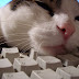 10 Datos curiosos sobre los Gatos que te fascinarán