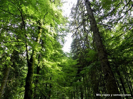 La Selva de Irati, Navarra