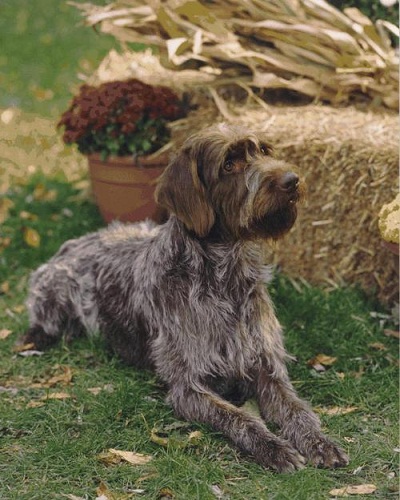 Medium Sized Dog Breeds March 2011