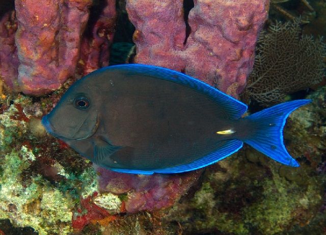 Image Result For Nama Ikan Laut Karang Dan Gambarnya Lengkap Image Result For Nama Ikan Laut Karang Dan Gambarnya Lengkap