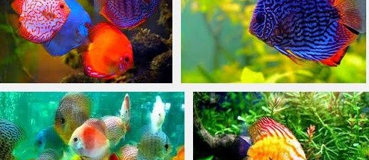 Ini Dia Tips Cara Mudah Membedakan Ikan Discus Jantan Dan Betina