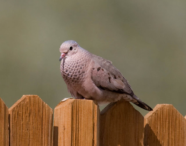 Common Ground-Dove Common Ground-Dove