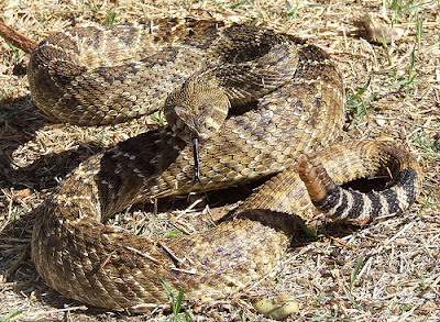 The western diamondback rattlesnake